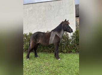 Caballos islandeses, Caballo castrado, 8 años, 142 cm, Negro