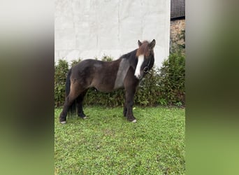 Caballos islandeses, Caballo castrado, 8 años, 142 cm, Negro