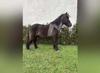 Caballos islandeses, Caballo castrado, 8 años, 142 cm, Negro