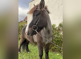 Caballos islandeses, Caballo castrado, 8 años, 142 cm, Negro