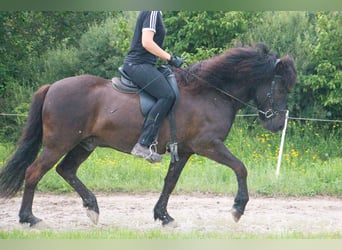 Caballos islandeses, Caballo castrado, 8 años, 142 cm, Negro