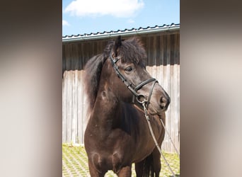 Caballos islandeses, Caballo castrado, 8 años, 142 cm, Negro