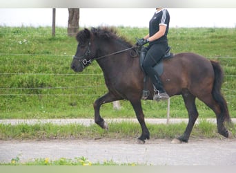 Caballos islandeses, Caballo castrado, 8 años, 142 cm, Negro