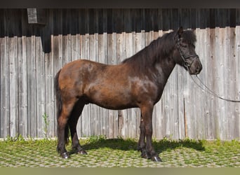 Caballos islandeses, Caballo castrado, 8 años, 142 cm, Negro