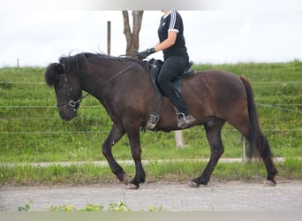 Caballos islandeses, Caballo castrado, 8 años, 142 cm, Negro