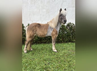 Caballos islandeses, Caballo castrado, 8 años, 143 cm