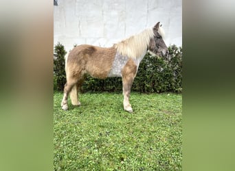 Caballos islandeses, Caballo castrado, 8 años, 143 cm