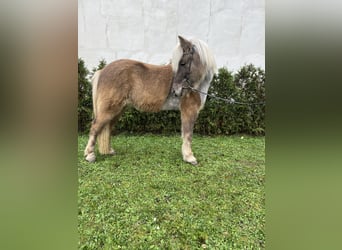 Caballos islandeses, Caballo castrado, 8 años, 143 cm