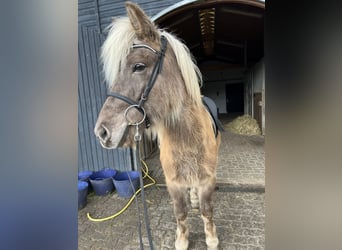 Caballos islandeses, Caballo castrado, 8 años, 143 cm