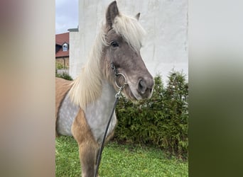 Caballos islandeses, Caballo castrado, 8 años, 143 cm