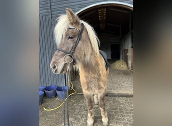 Caballos islandeses, Caballo castrado, 8 años, 143 cm