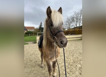 Caballos islandeses, Caballo castrado, 8 años, 143 cm