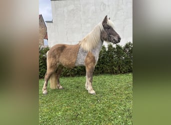 Caballos islandeses, Caballo castrado, 8 años, 143 cm