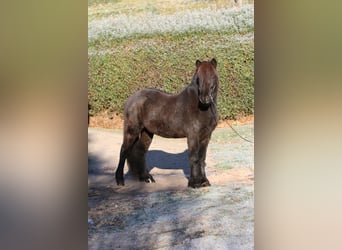 Caballos islandeses, Caballo castrado, 8 años, 143 cm, Negro