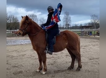 Caballos islandeses, Caballo castrado, 8 años, 144 cm, Alazán