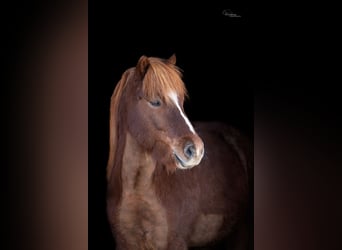 Caballos islandeses, Caballo castrado, 8 años, 144 cm, Alazán rojizo