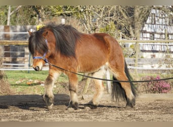 Caballos islandeses, Caballo castrado, 8 años, 144 cm, Castaño