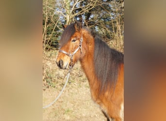 Caballos islandeses, Caballo castrado, 8 años, 144 cm, Castaño