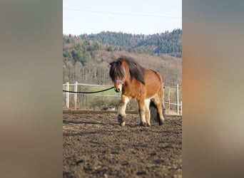 Caballos islandeses, Caballo castrado, 8 años, 144 cm, Castaño