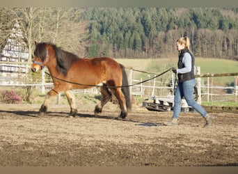 Caballos islandeses, Caballo castrado, 8 años, 144 cm, Castaño