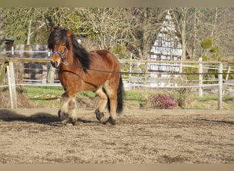 Caballos islandeses, Caballo castrado, 8 años, 144 cm, Castaño