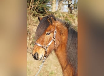 Caballos islandeses, Caballo castrado, 8 años, 144 cm, Castaño