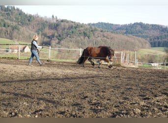 Caballos islandeses, Caballo castrado, 8 años, 144 cm, Castaño