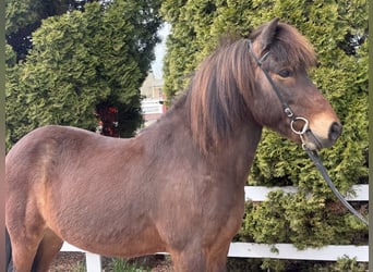 Caballos islandeses, Caballo castrado, 8 años, 144 cm, Castaño