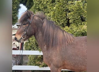 Caballos islandeses, Caballo castrado, 8 años, 144 cm, Castaño