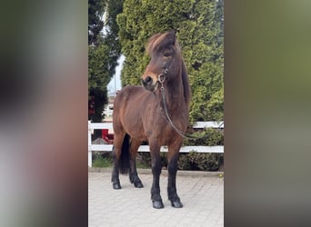Caballos islandeses, Caballo castrado, 8 años, 144 cm, Castaño