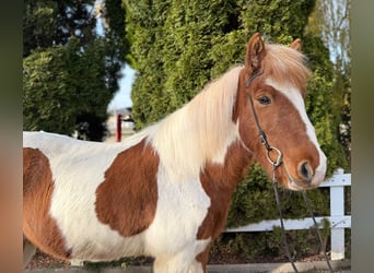 Caballos islandeses, Caballo castrado, 8 años, 144 cm, Pío