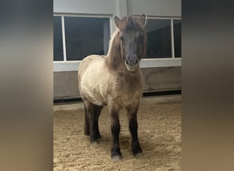 Caballos islandeses, Caballo castrado, 8 años, 145 cm, Bayo