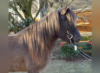 Caballos islandeses, Caballo castrado, 8 años, 145 cm, Negro