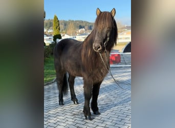 Caballos islandeses, Caballo castrado, 8 años, 145 cm, Negro