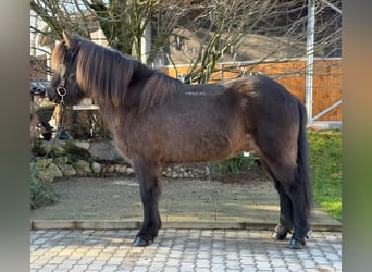 Caballos islandeses, Caballo castrado, 8 años, 145 cm, Negro