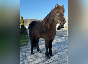 Caballos islandeses, Caballo castrado, 8 años, 145 cm, Negro