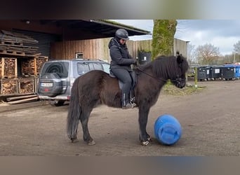 Caballos islandeses, Caballo castrado, 8 años, 146 cm, Negro