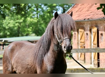 Caballos islandeses, Caballo castrado, 8 años, 150 cm