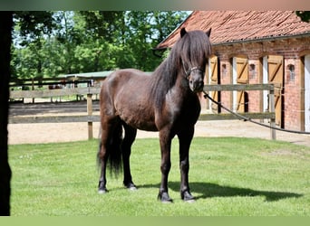 Caballos islandeses, Caballo castrado, 8 años, 150 cm