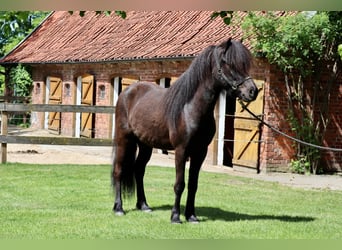 Caballos islandeses, Caballo castrado, 8 años, 150 cm