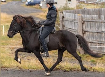 Caballos islandeses, Caballo castrado, 8 años, 150 cm, Negro