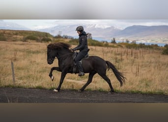 Caballos islandeses, Caballo castrado, 8 años, 150 cm, Negro