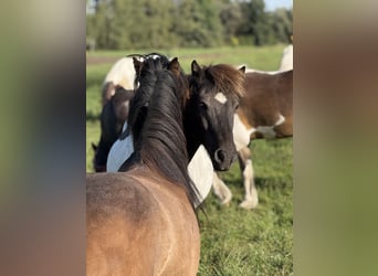 Caballos islandeses, Caballo castrado, 9 años, 132 cm, Pío