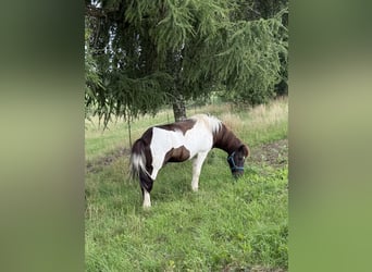 Caballos islandeses, Caballo castrado, 9 años, 132 cm, Pío