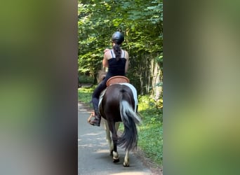 Caballos islandeses, Caballo castrado, 9 años, 132 cm, Pío
