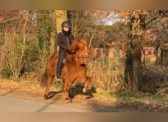 Caballos islandeses, Caballo castrado, 9 años, 136 cm, Alazán