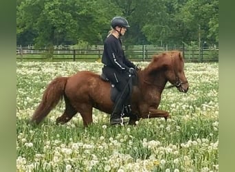 Caballos islandeses, Caballo castrado, 9 años, 136 cm, Alazán