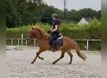 Caballos islandeses, Caballo castrado, 9 años, 136 cm, Alazán