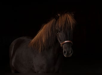 Caballos islandeses, Caballo castrado, 9 años, 137 cm, Morcillo