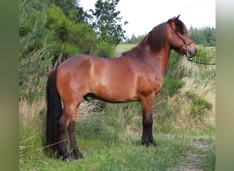 Caballos islandeses, Caballo castrado, 9 años, 138 cm, Castaño